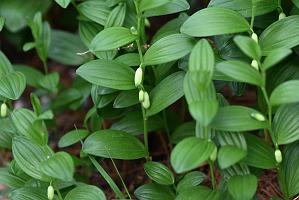 073 2023-05161241 Tower Hill Botanic Garden, MA